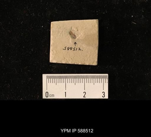 undet. Insecta