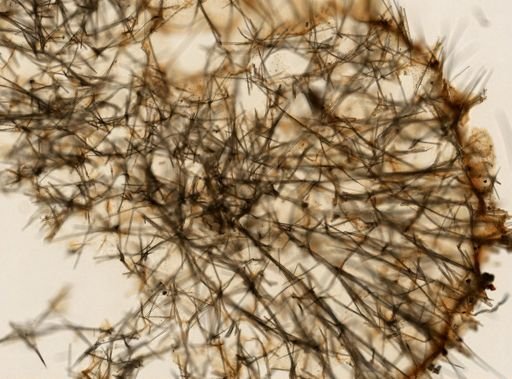 Axinella damicornis