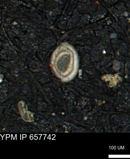 Spirolocammina subcircularis