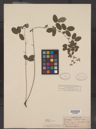 Lespedeza violacea