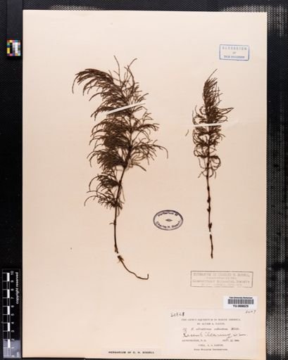 Equisetum sylvaticum