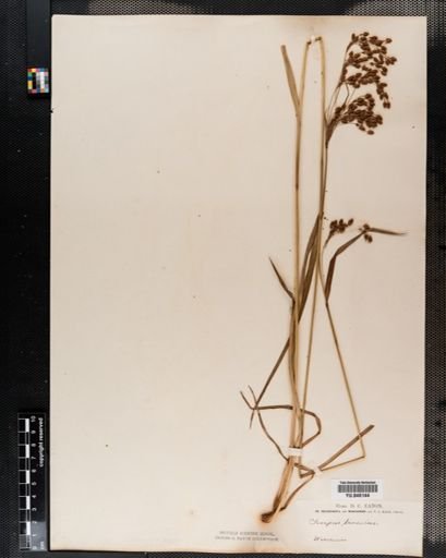 Scirpus lineatus