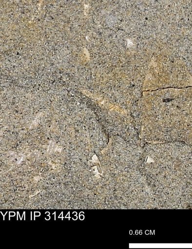 undet. Scaphopoda
