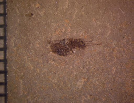 undet. Coleoptera