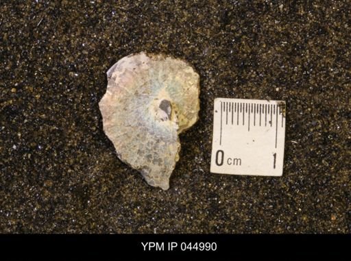 Sphenodiscus lenticularis