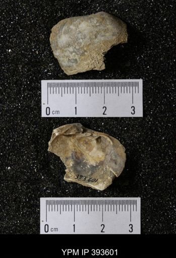 Ostrea glabra