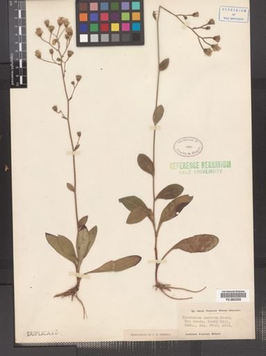 Hieracium scabrum