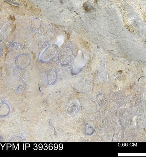 undet. Serpulidae