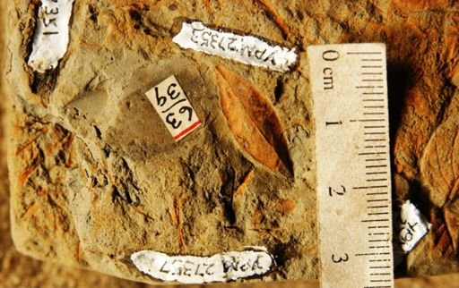 Salix argyrocarpa
