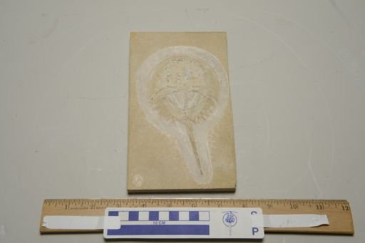 Limulus (Mesolimulus) walchi