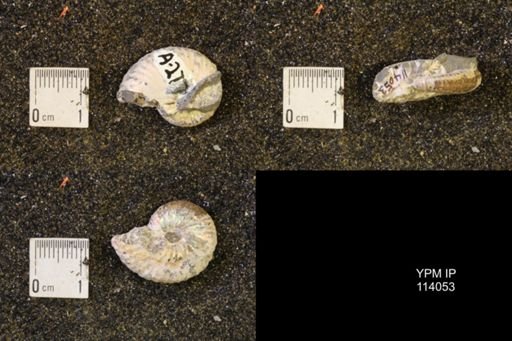 Discoscaphites conradi