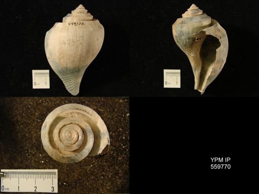 Busycon pyrum floridanum