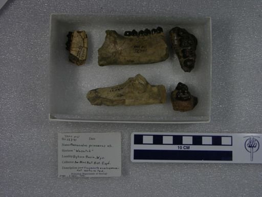 Phenacodus primaevus