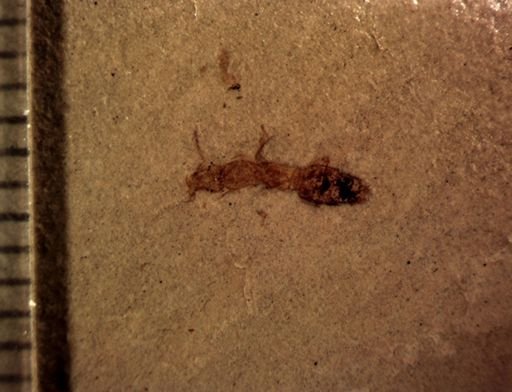 undet. Staphylinidae