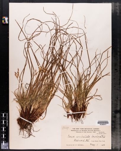 Carex vaginata
