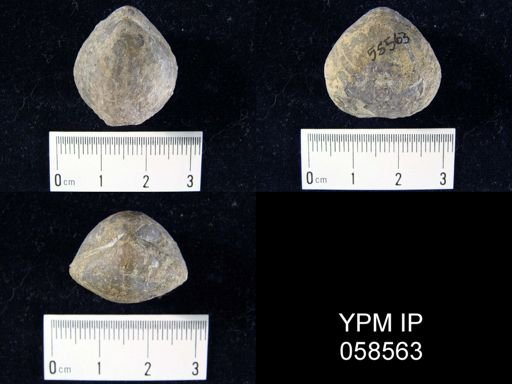 Meristella sp.