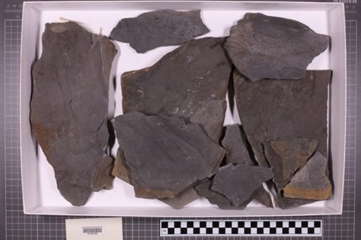 mixed taxa, stratigraphic collection