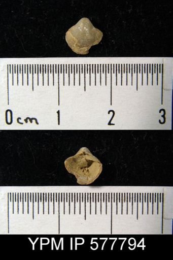 Ambocoelia planoconvexa