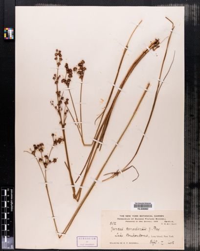 Juncus canadensis