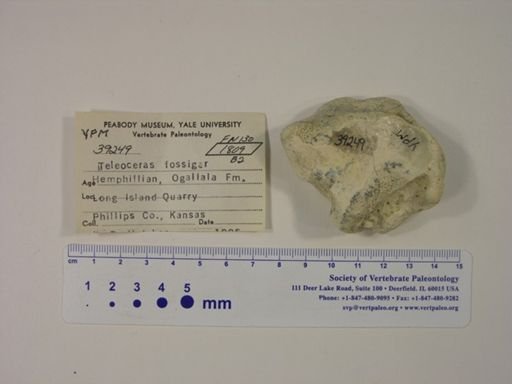 Teleoceras fossiger