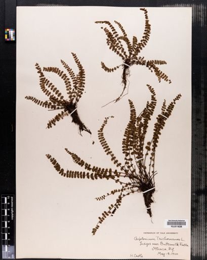 Asplenium trichomanes