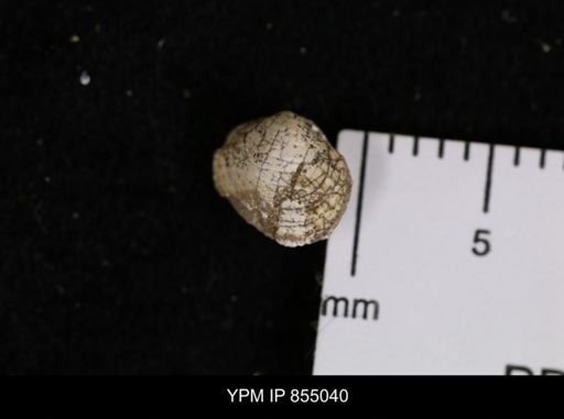 Protocardia sp.