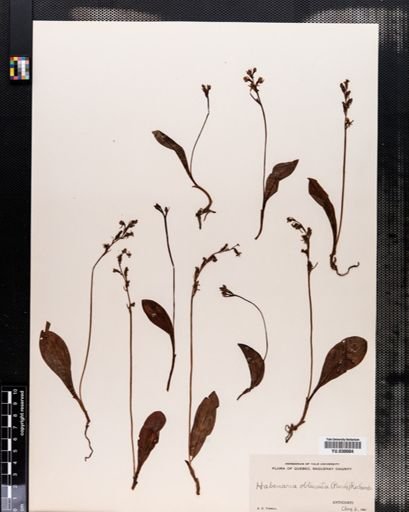 Habenaria