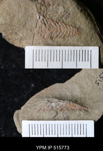 undet. Cephalopoda
