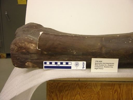 Iguanodon bernissartensis