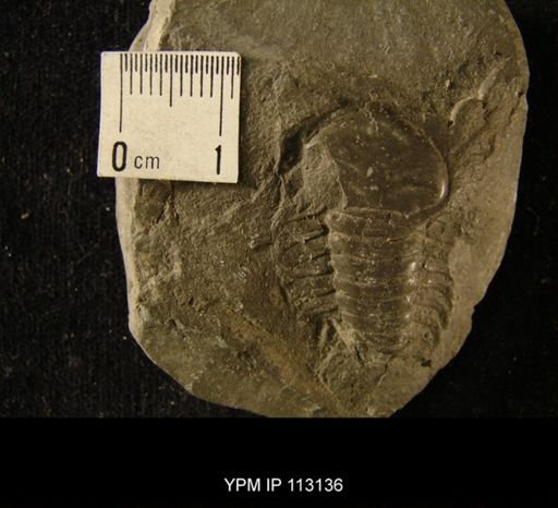 Remopleurides radians