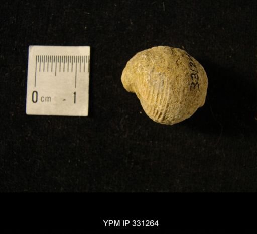 Euphemites sp.