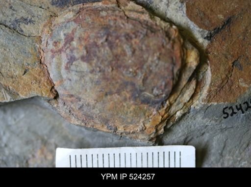 undet. Arthropoda