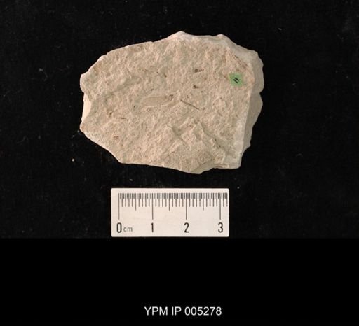 Sellardsia kansasensis