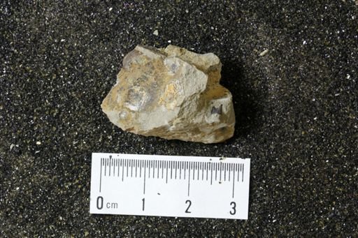 undet. Mollusca
