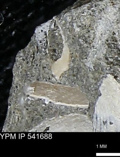 Limopsis striatopunctatus
