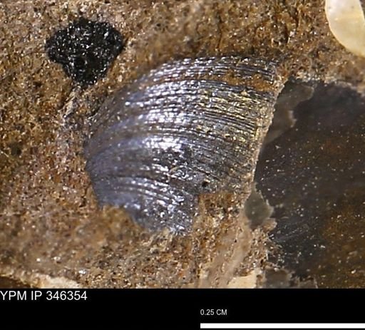 Limopsis striatopunctatus