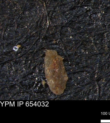 Miliammina manitobensis