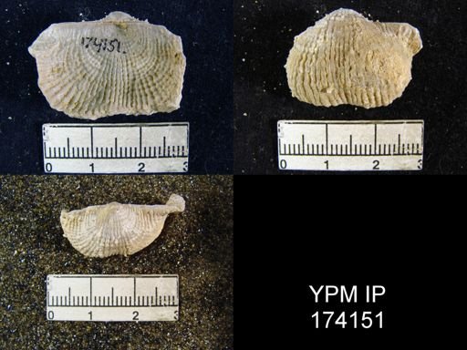 Marginifera lasallensis