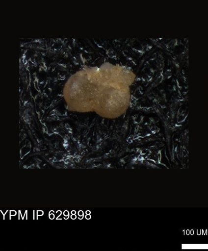 undet. Foraminiferida