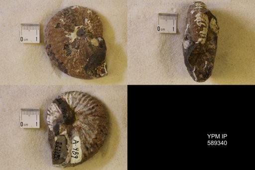 Discoscaphites sp.