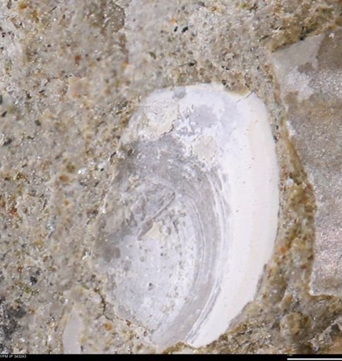 undet. Bivalvia