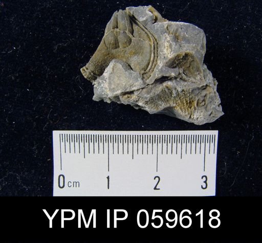 Eatonia peculiaris