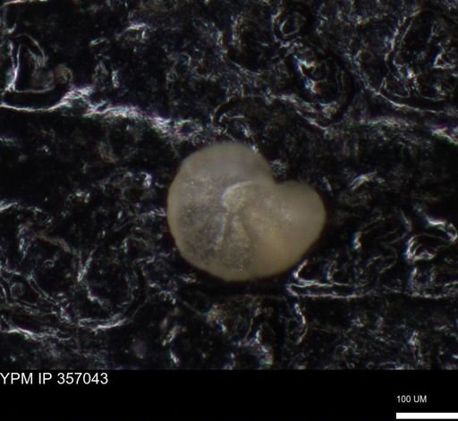 undet. Foraminiferida