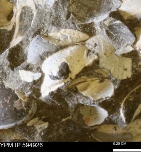 Limopsis striatopunctatus