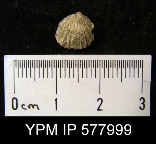 Hustedia mormoni