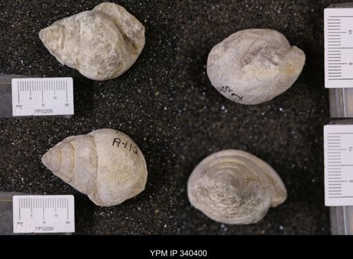 Tylostoma tumidum