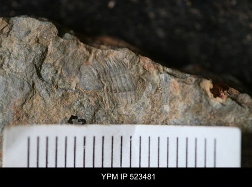 undet. Trilobita