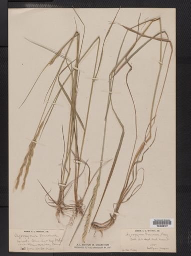 Elymus repens