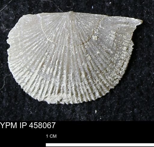 Strophodonta sp.