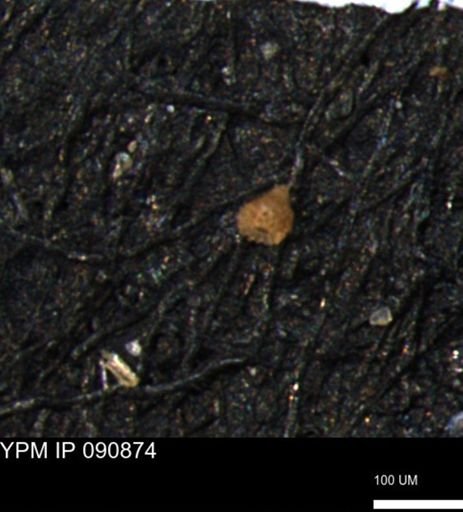 Clathrocyclas (Clathrocyclas) irrasa